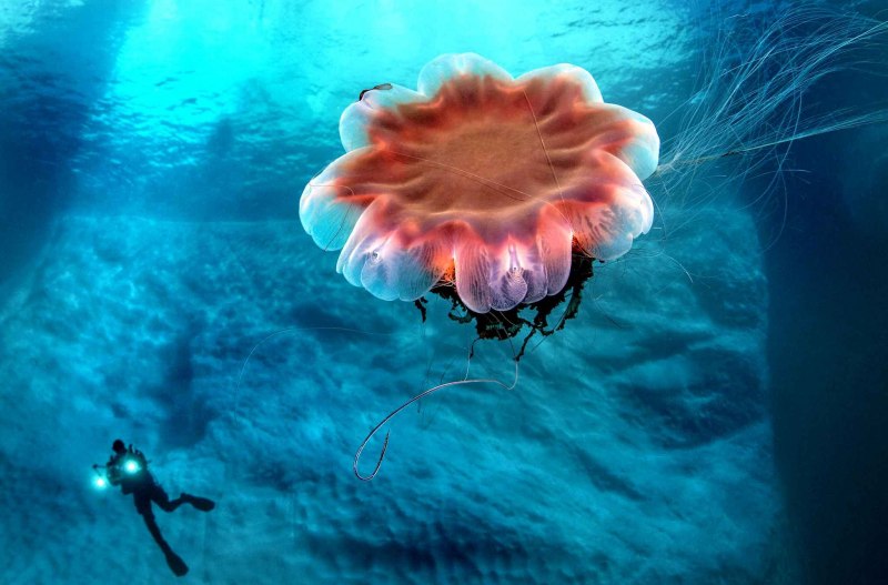 Морская Оса Chironex fleckeri