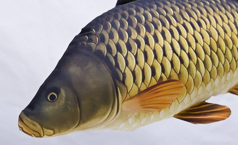 Карп обыкновенный – Cyprinus Carpio