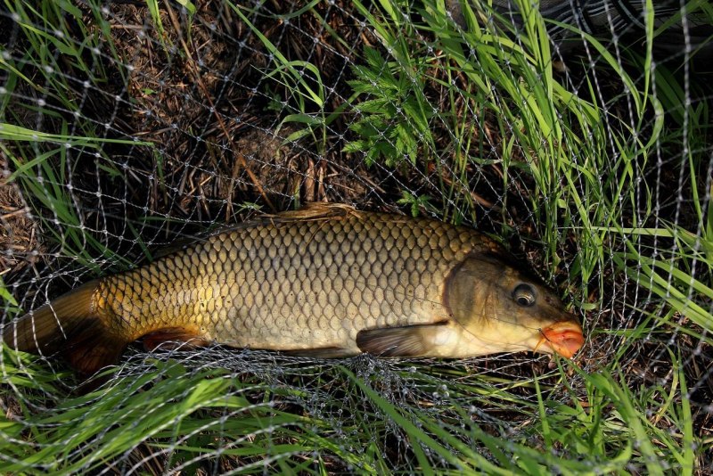 Карп обыкновенный – Cyprinus Carpio
