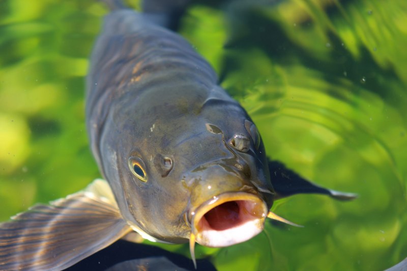 Карп (Cyprinus Carpio)