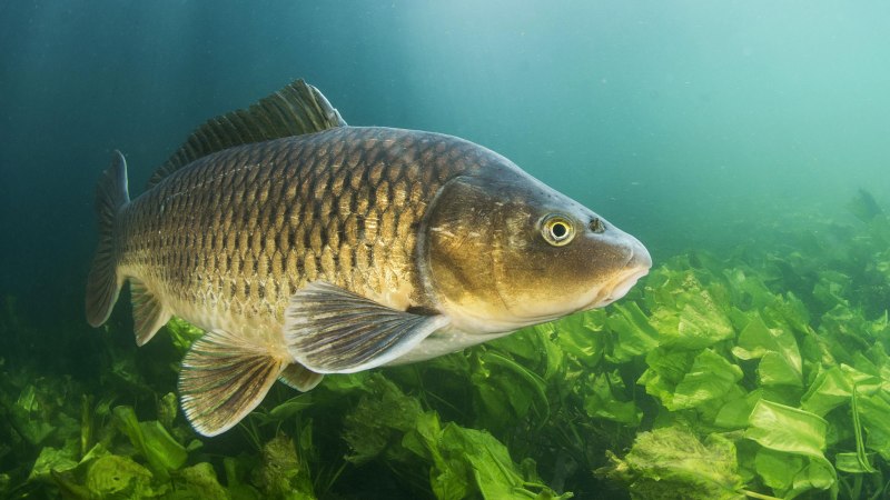 Карп (Cyprinus Carpio)
