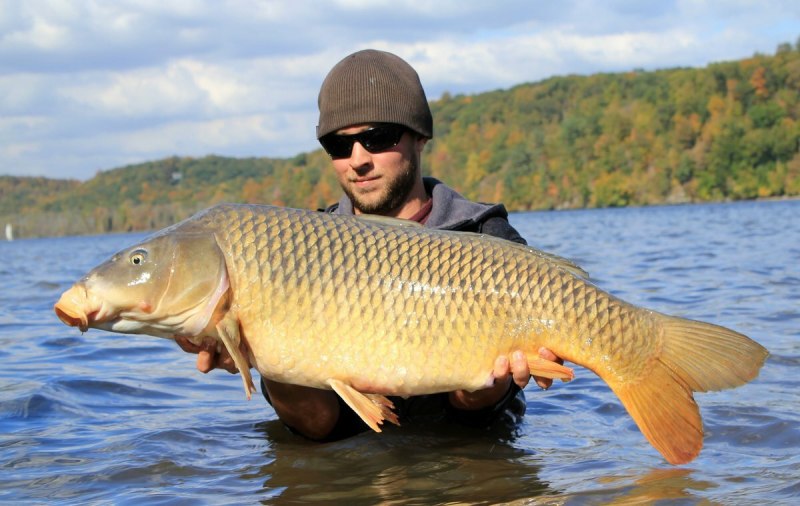 Карп (Cyprinus Carpio)