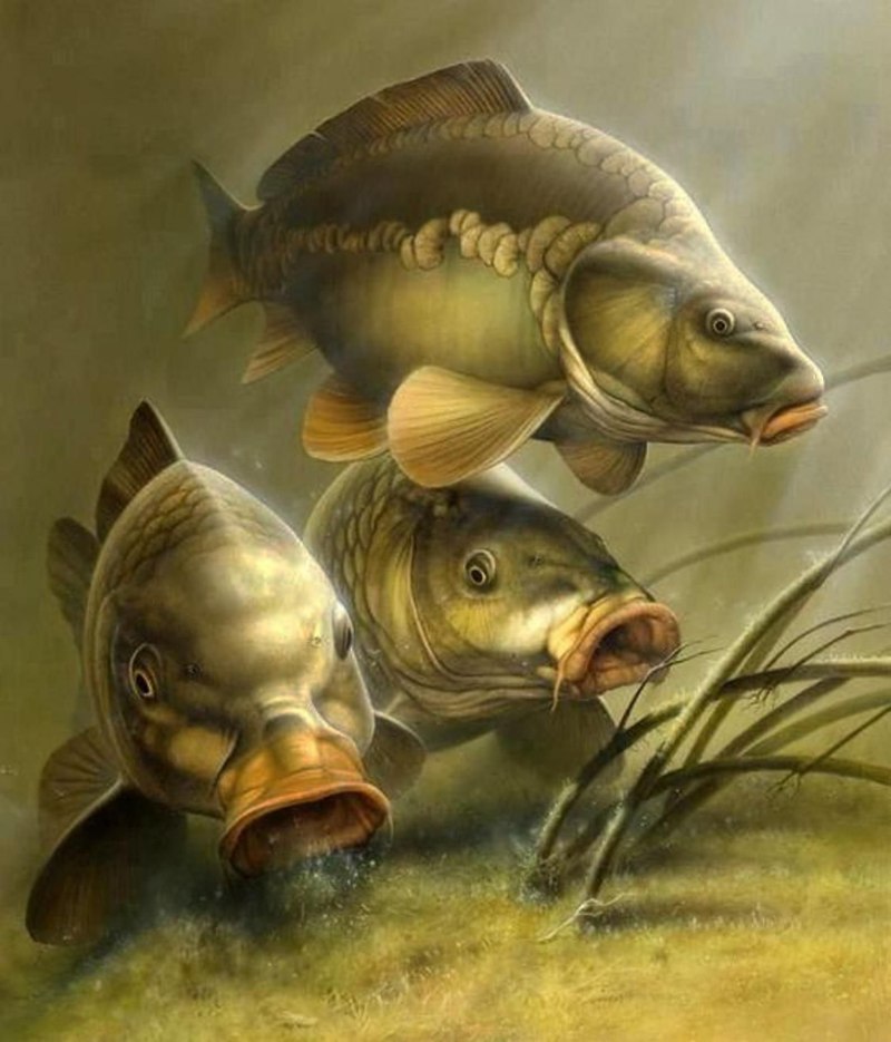 Карп (Cyprinus Carpio)