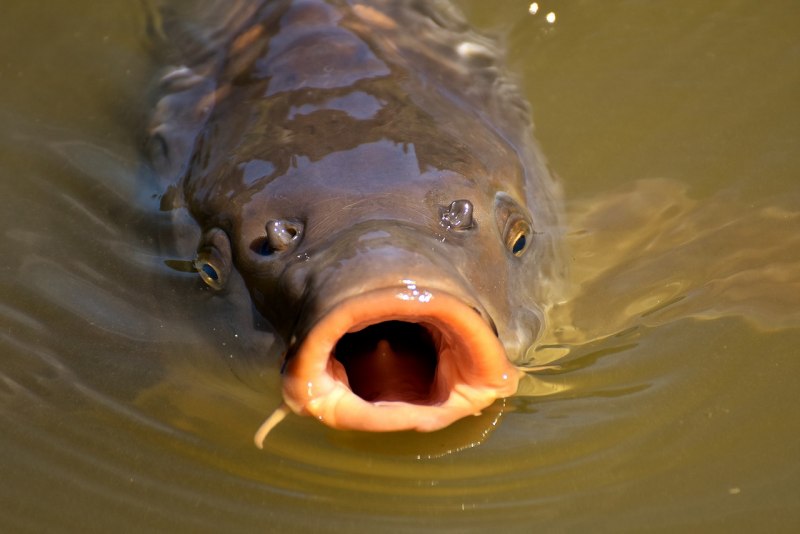 Карп обыкновенный – Cyprinus Carpio