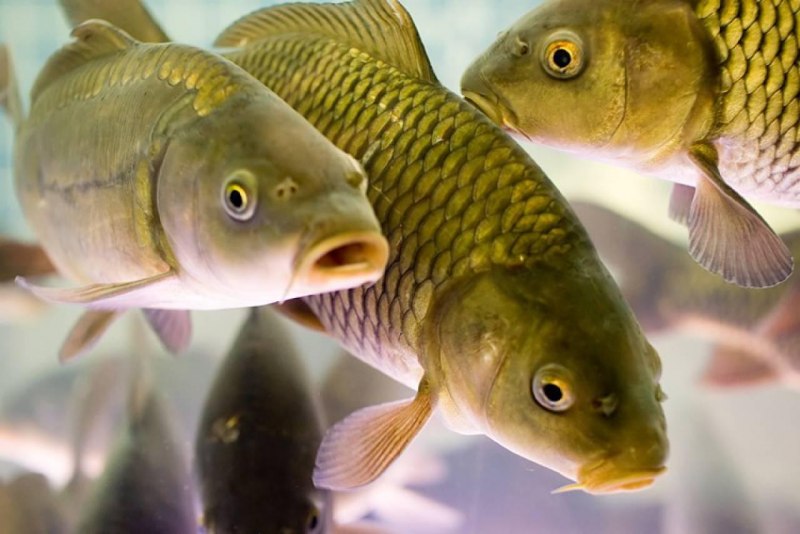 Карп (Cyprinus Carpio)