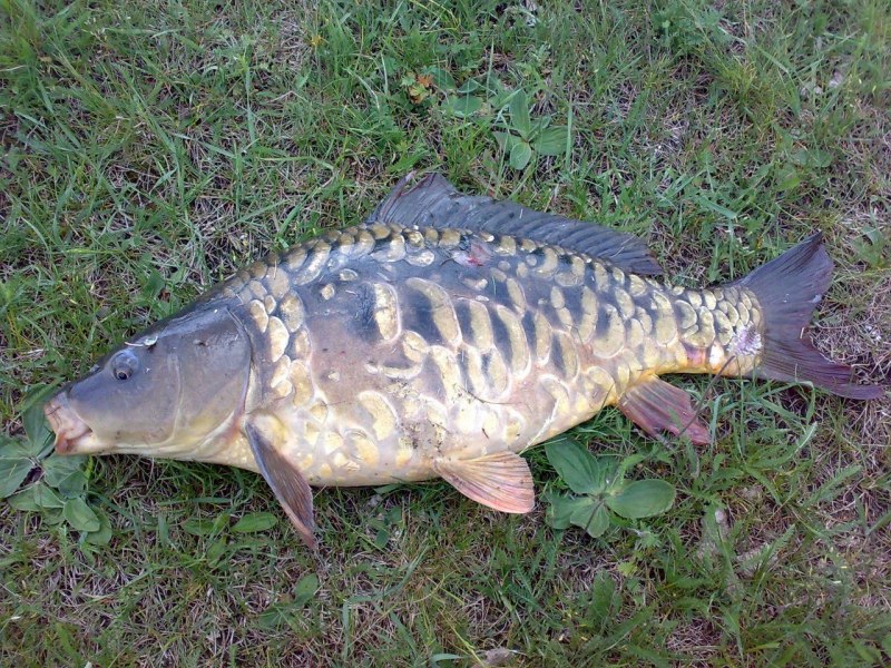 Карп обыкновенный – Cyprinus Carpio