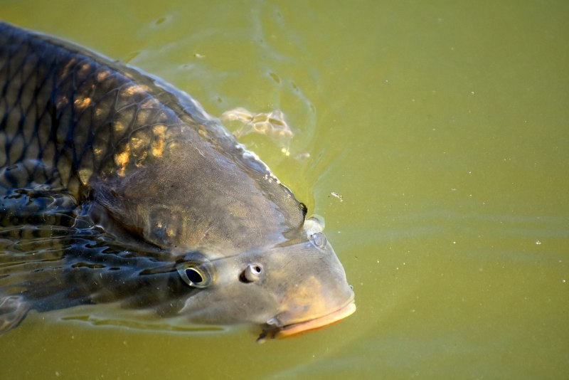 Карп обыкновенный – Cyprinus Carpio