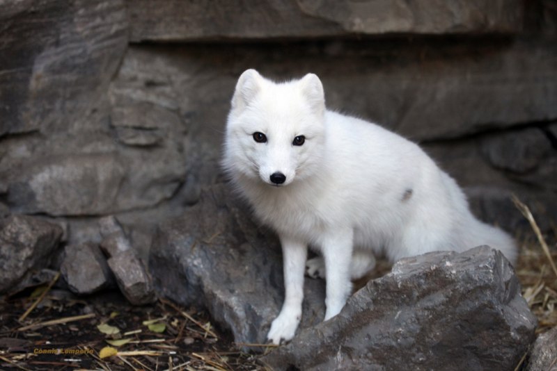 Песец (Alopex lagopus)