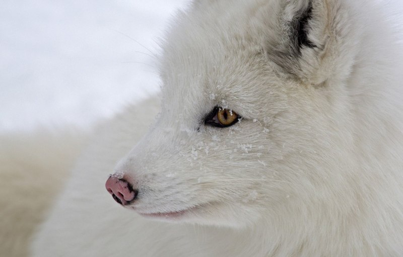 Мраморная лиса (Marble Fox)