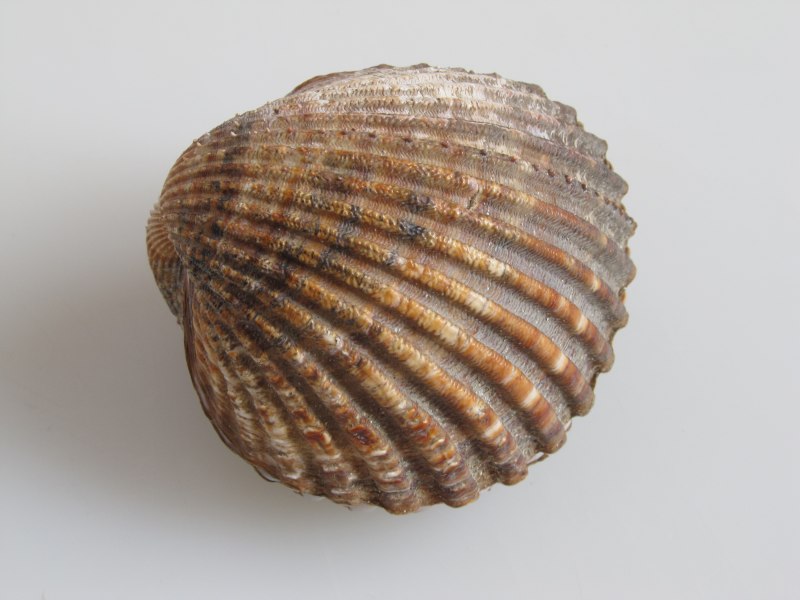 Двустворчатые моллюски Cardium