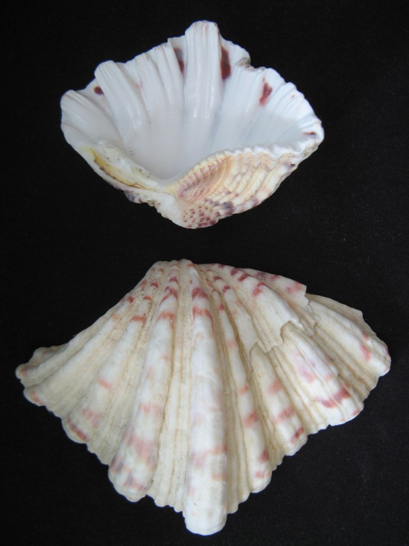 Раковина моллюска Hippopus Hippopus l.