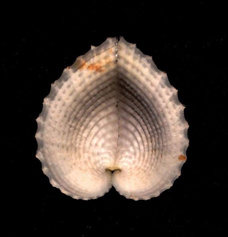 Tridacna crocea