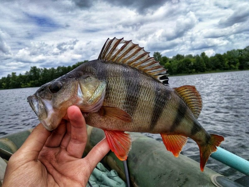 Морская рыба похожая на окуня