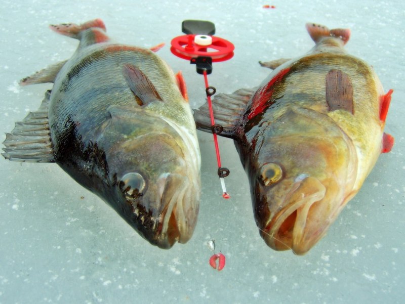 Балансир,Fishing, Perch
