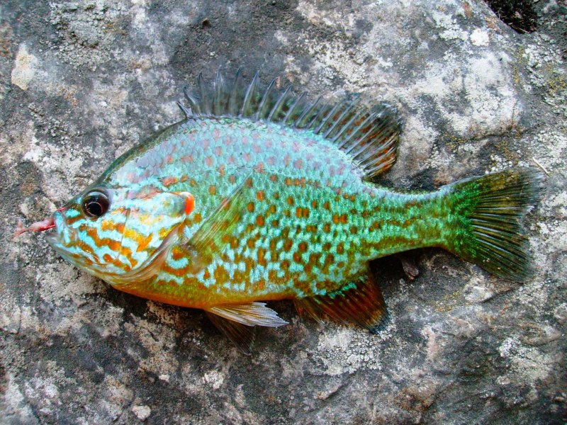Lepomis gibbosus