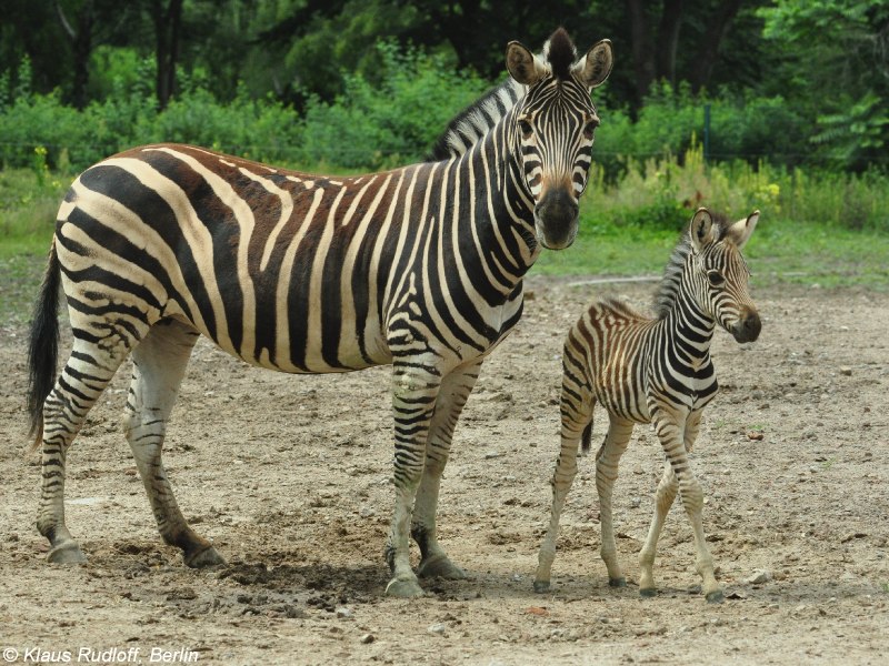 Equus quagga quagga