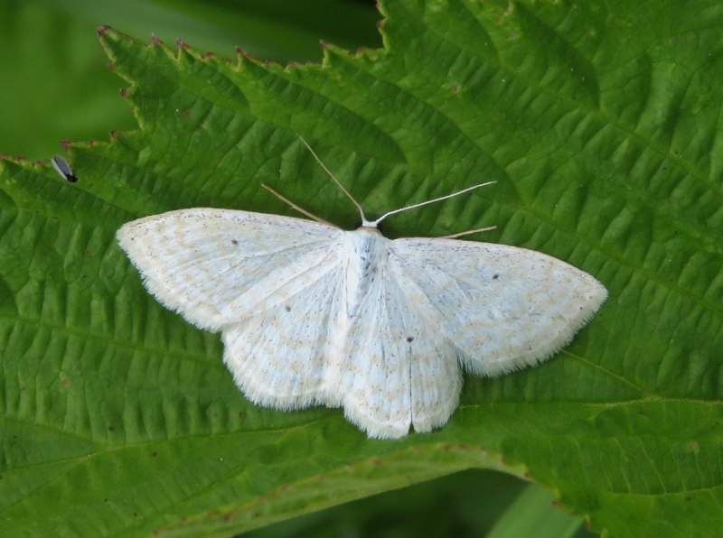 Березовую пяденицы (Biston betularia)