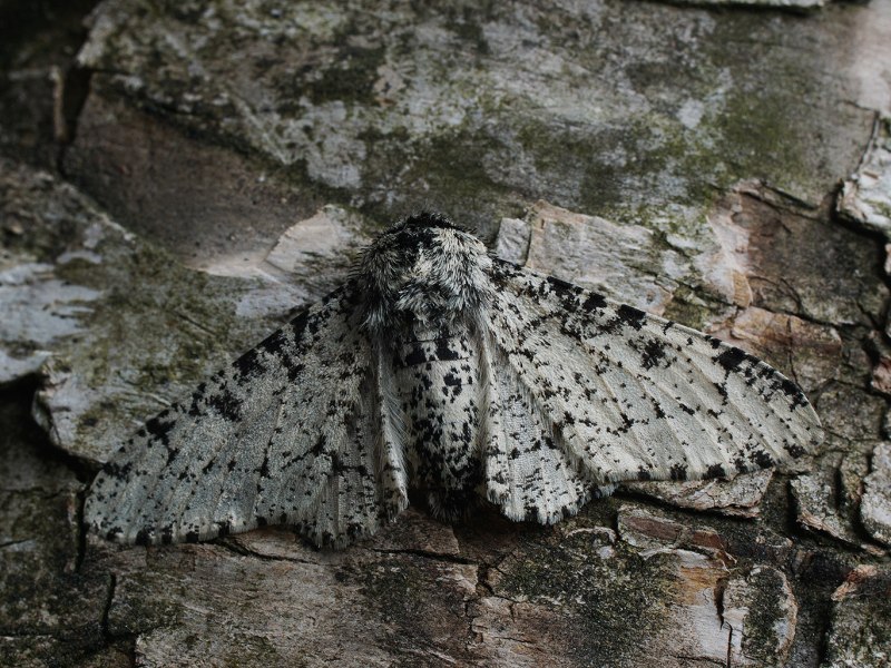 Biston betularia