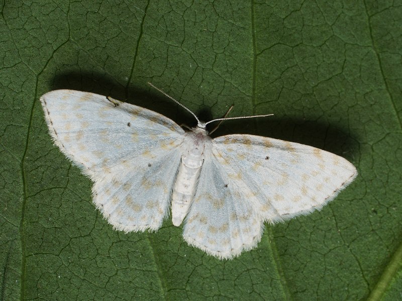 Acronicta Tridens гусеница