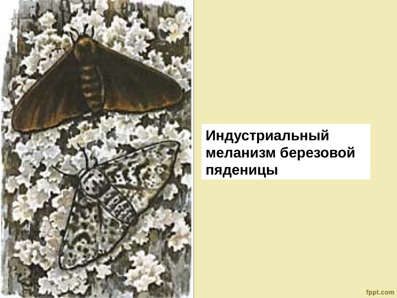 Пяденица Вересковая