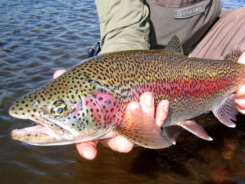 Salvelinus fontinalis