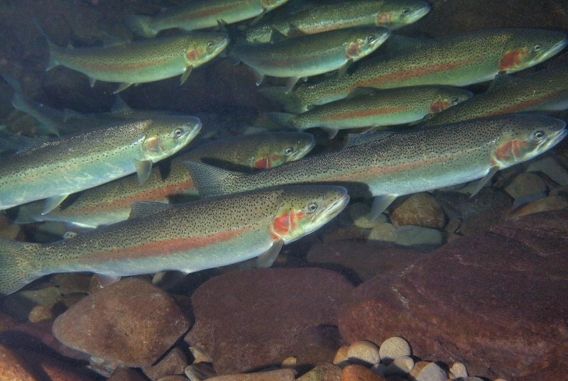 Oncorhynchus clarki