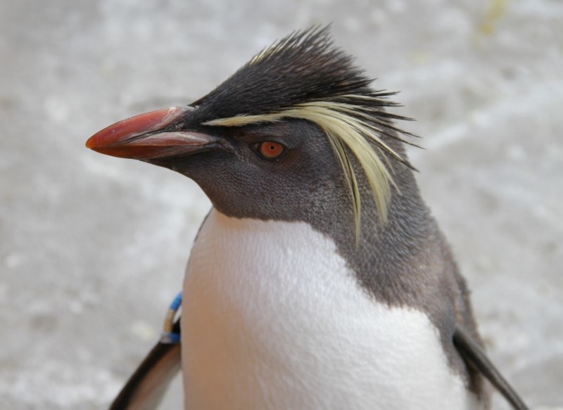 Erect Crested Пингвин