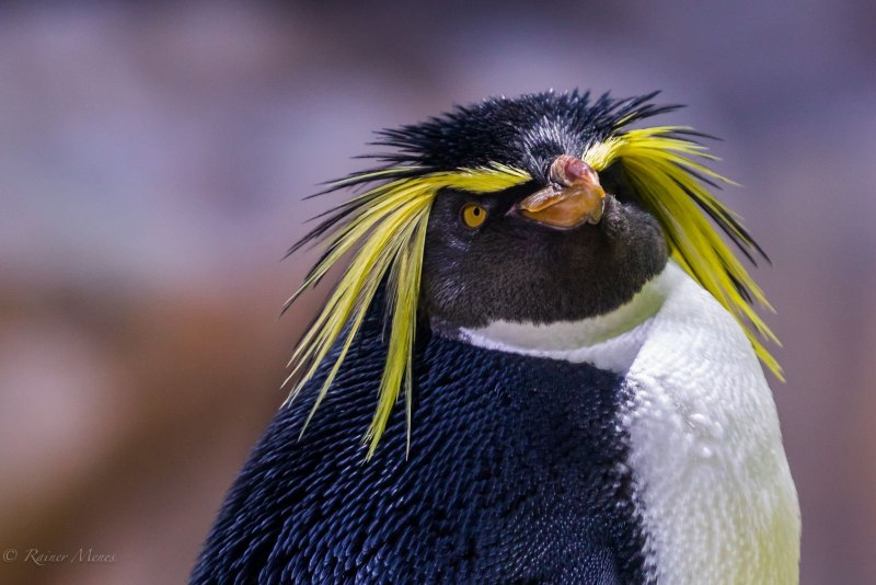 Ушастый пингвин (54 фото)