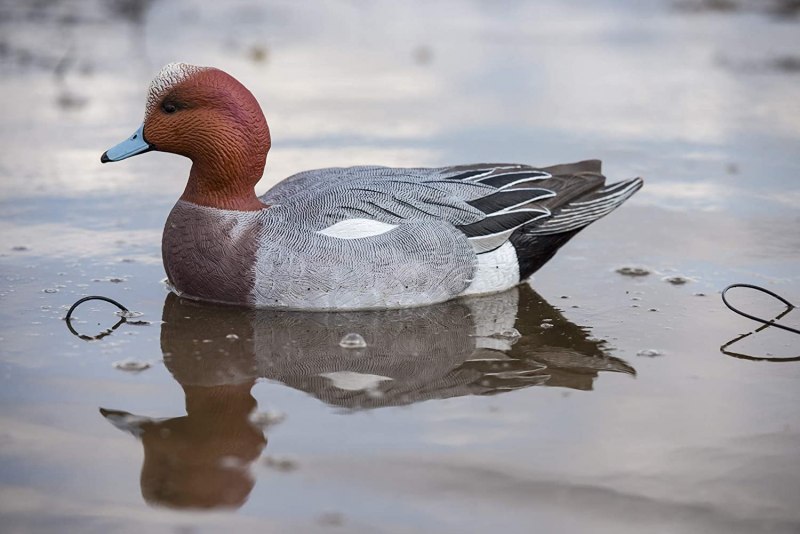 Чучела свиязи avian-x Topflight Eurasian Wigeon