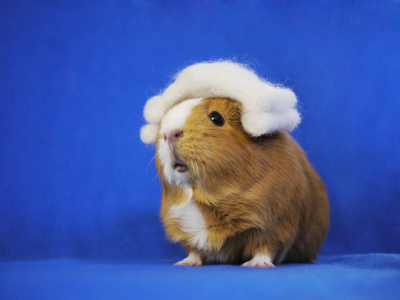 Cavia морская Свинка