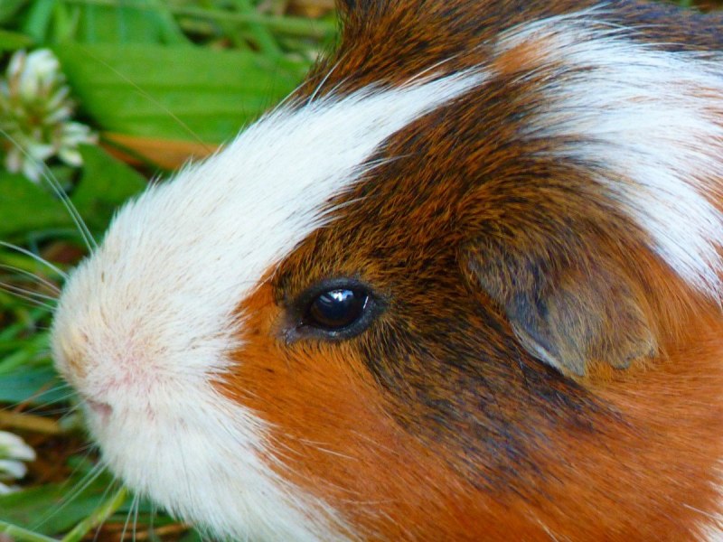 Cavia морская Свинка