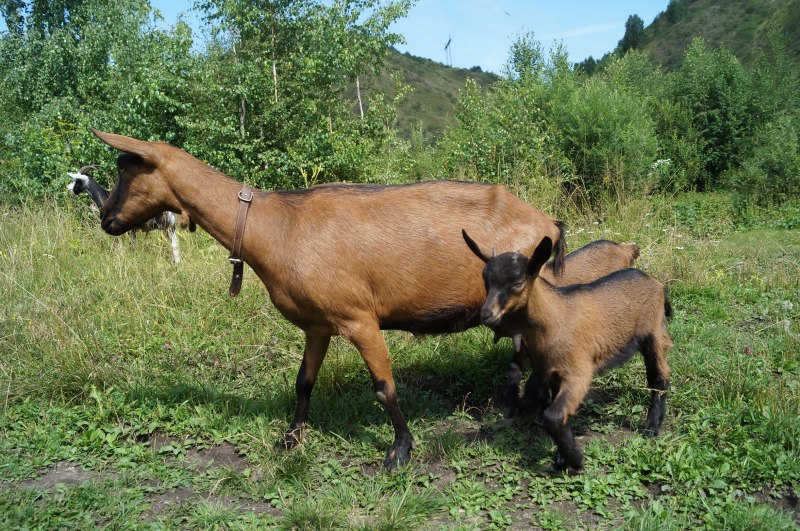 Альпийские козы