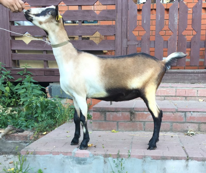 Коза Валдайская