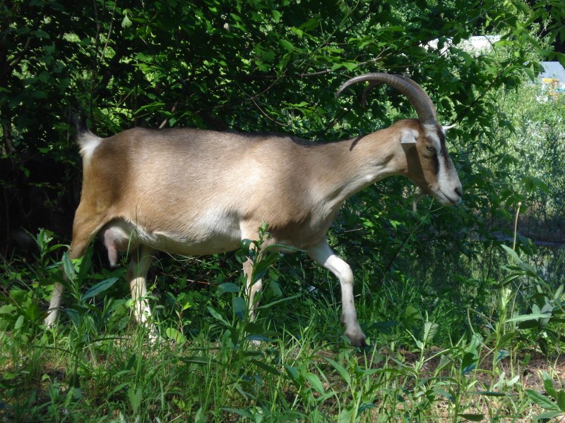 Альпийские козы