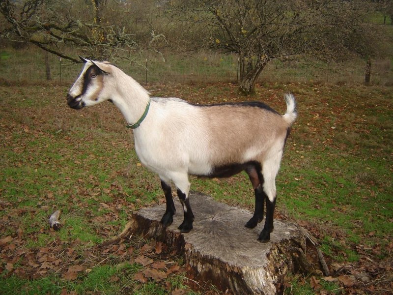 Альпийская коза гнедая