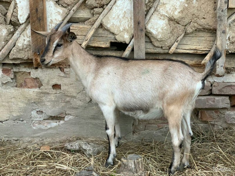 Альпийская молочная коза