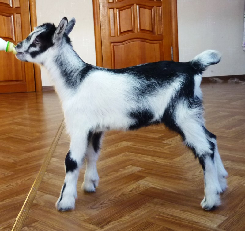Альпийская коза с козлятами