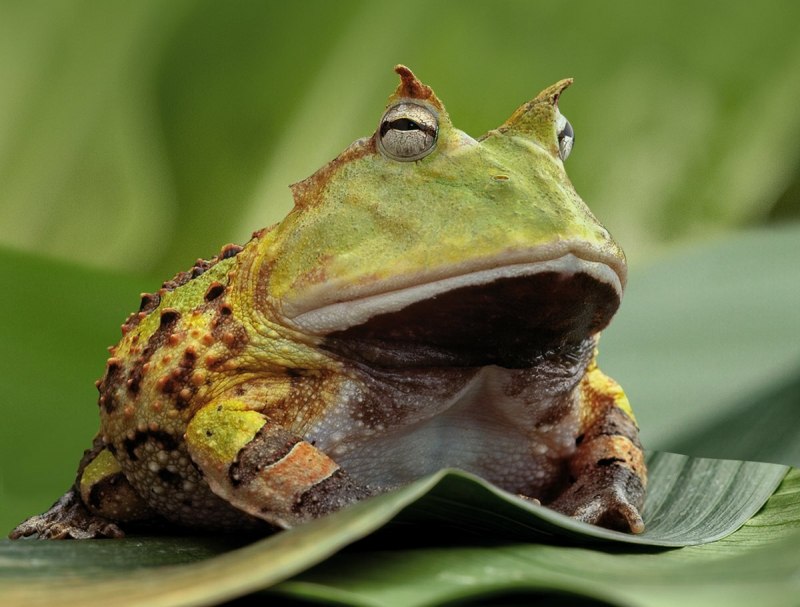 Бразильская лягушка (66 фото)