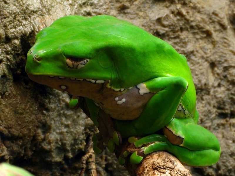 Brachycephalus ephippium