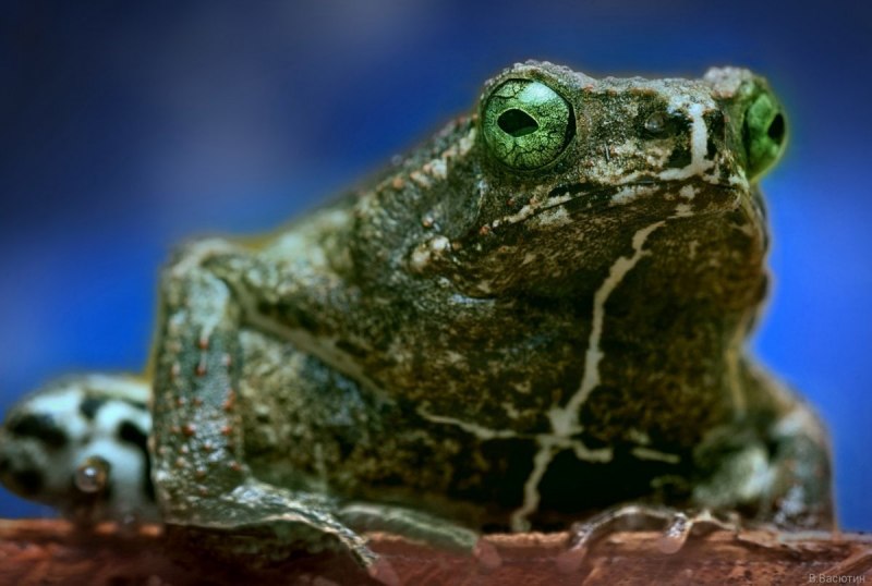 Рогатка ceratophrys Ornata