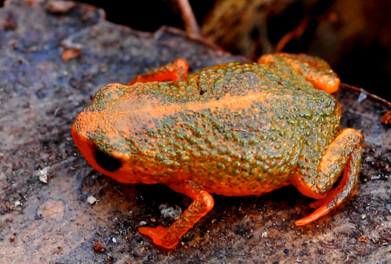 Brachycephalus ephippium
