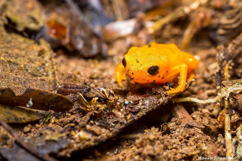 Aparasphenodon brunoi
