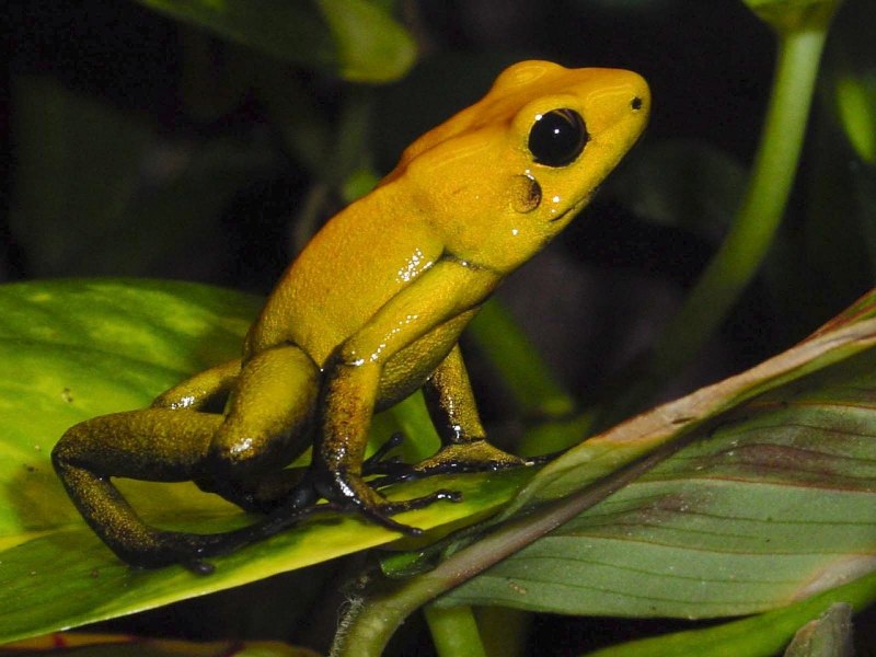 Allocyttus verrucosus