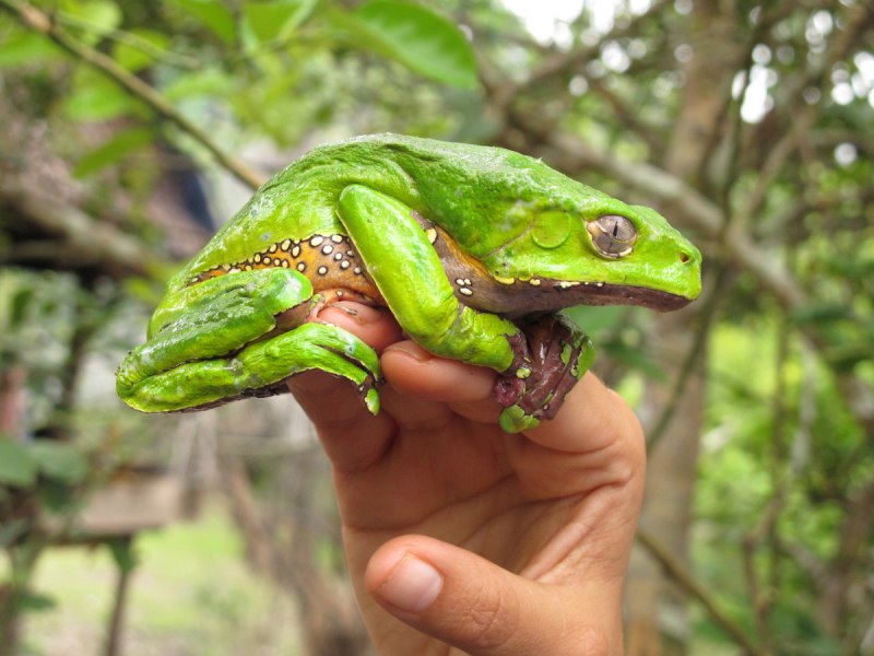 Чакская рогатка ceratophrys cranwelli