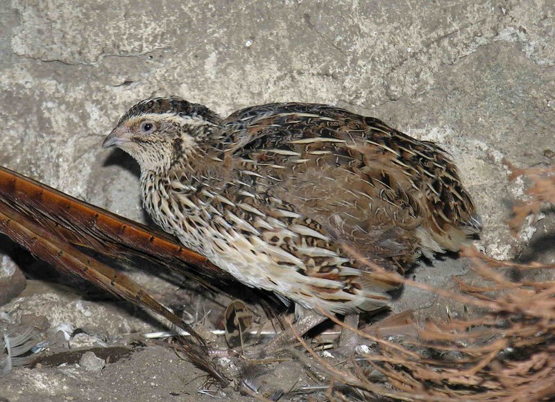 Перепел Coturnix Coturnix