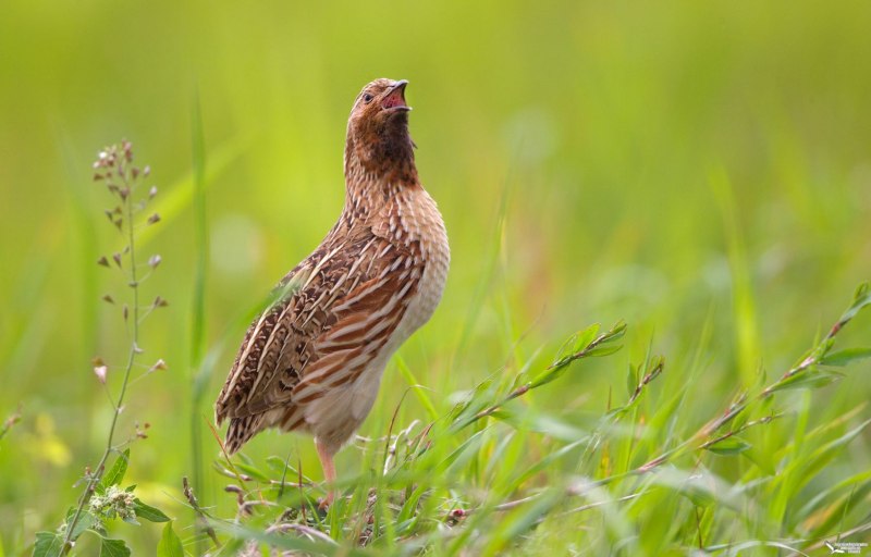 Перепел Coturnix Coturnix