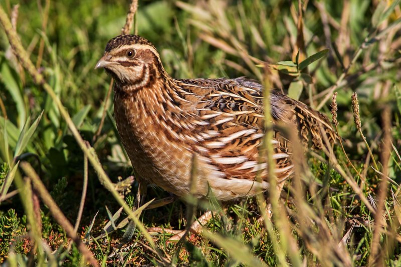 Перепел обыкновенный Coturnix Coturnix
