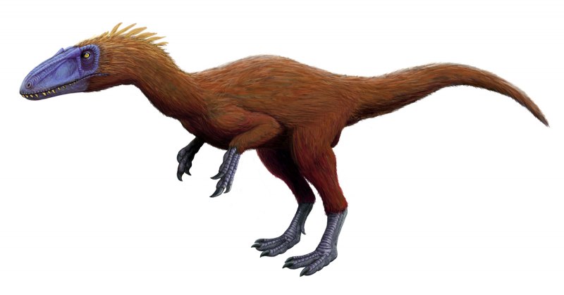 Ubirajara jubatus