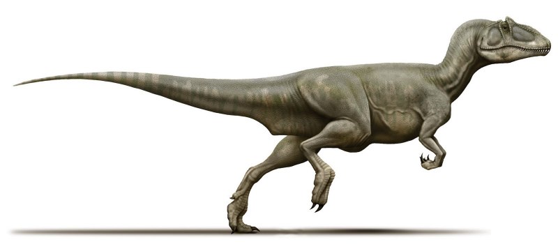 Deltadromeus Agilis