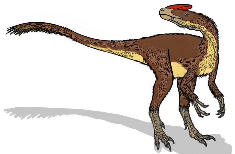 Haplocheirus Sollers